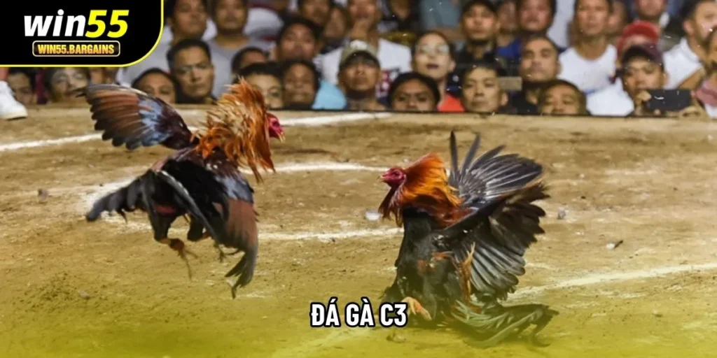 Đá Gà C3 - Đấu Trường Gà Cúp Khắc Nghiệt Tại Cổng Game