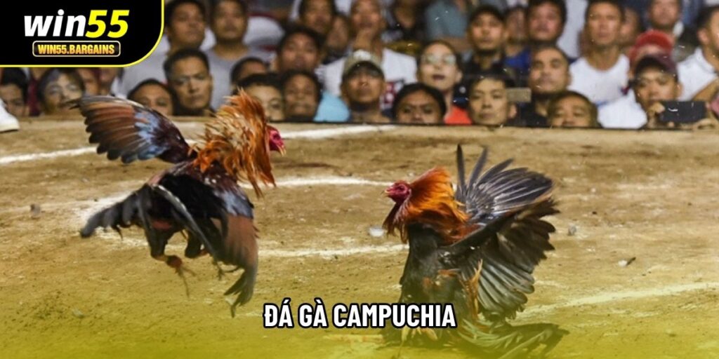 Đá Gà Campuchia: Tổng Quan Hình Thức Và Luật Thi Đấu