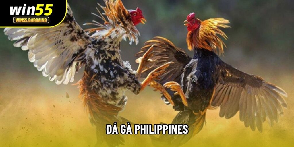 Đá Gà Philippines: Tổng Quan Luật Và Đặc Điểm Thi Đấu