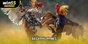 Đá Gà Philippines: Tổng Quan Luật Và Đặc Điểm Thi Đấu