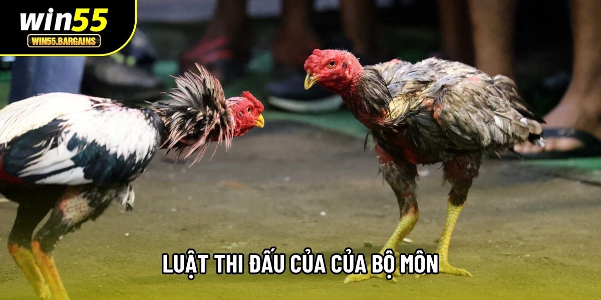 Luật thi đấu của của bộ môn