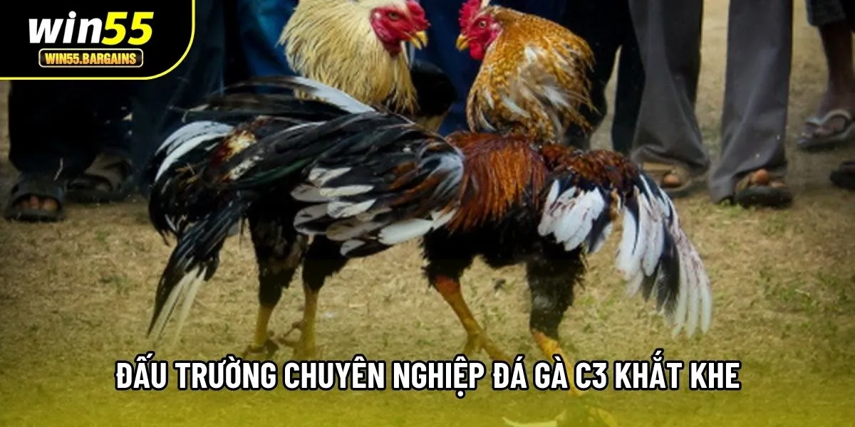Đấu trường chuyên nghiệp đá gà C3 khắt khe