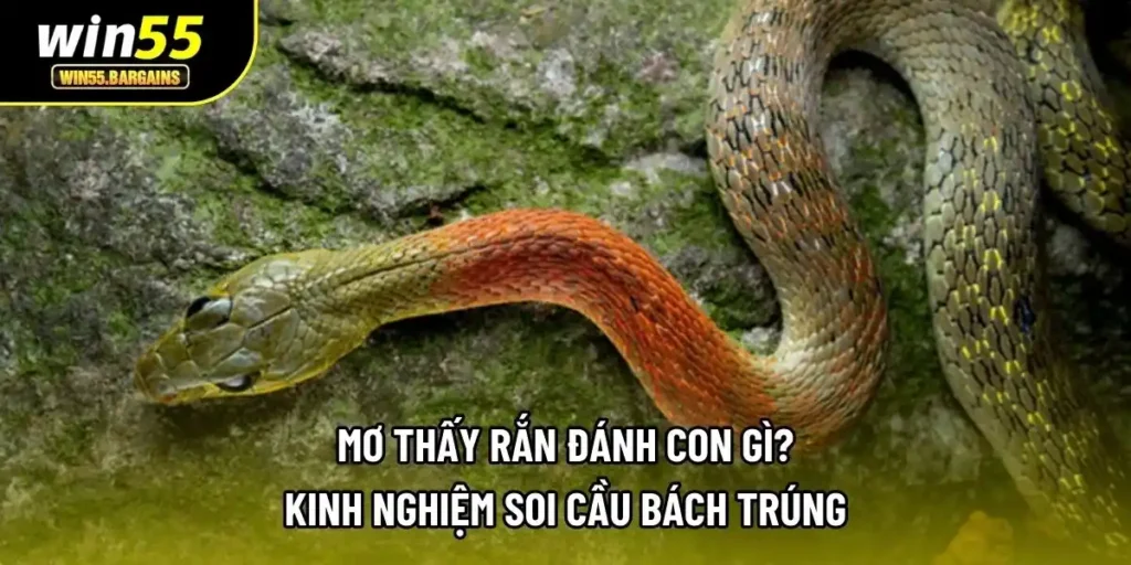 Mơ Thấy Rắn Đánh Con Gì? Kinh Nghiệm Soi Cầu Bách Trúng