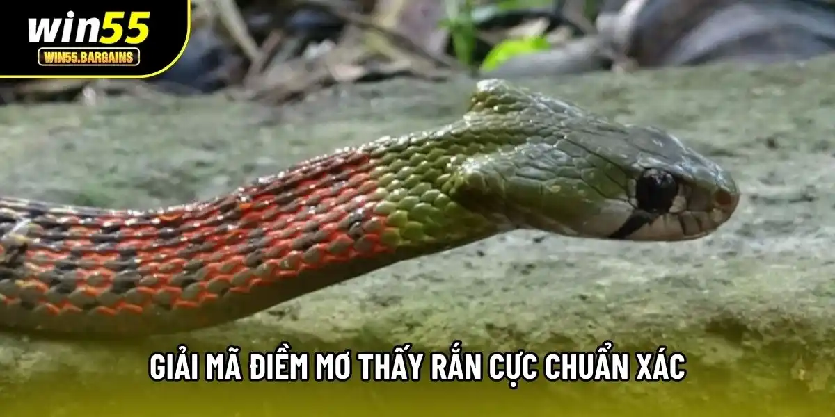 Giải mã điềm mơ thấy rắn cực chuẩn xác