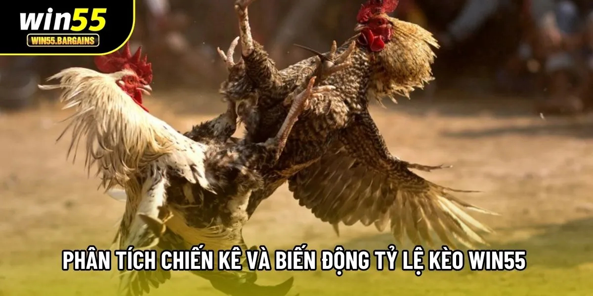 Phân tích chiến kê và biến động tỷ lệ kèo Win55 