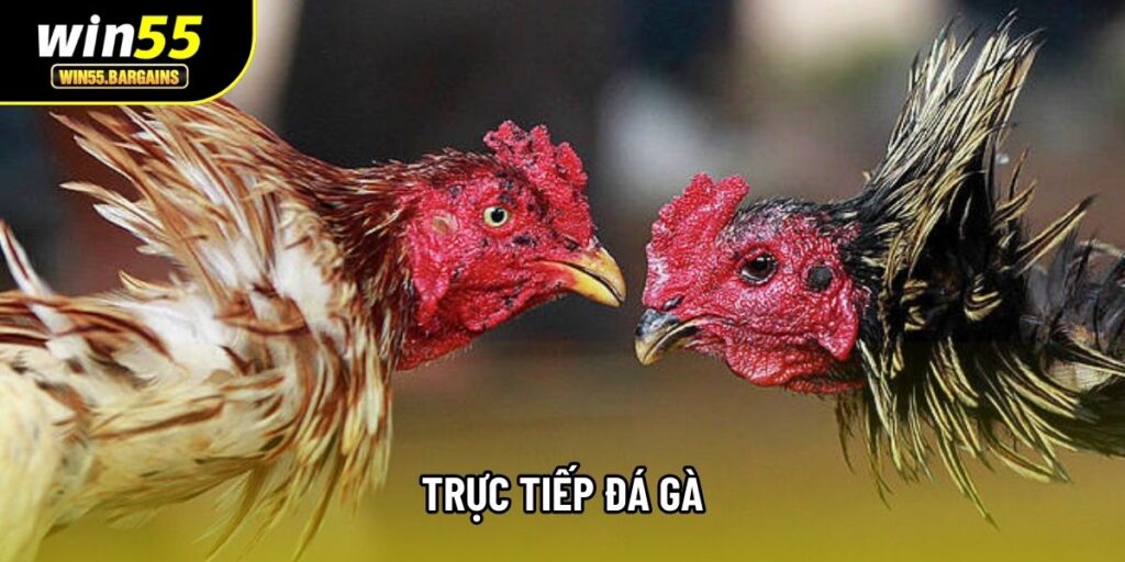 Trực Tiếp Đá Gà: Tổng Quan Cách Hoạt Động Và Đặc Điểm
