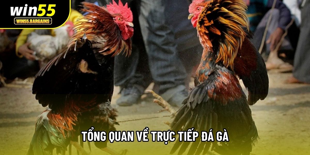 Tổng quan về Trực tiếp đá gà